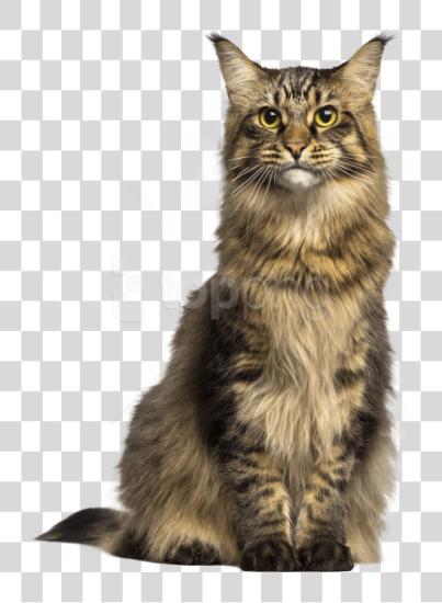 Download Cat Cat PNG file