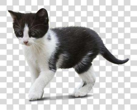 Download gato caminando Cut fuera gato PNG file