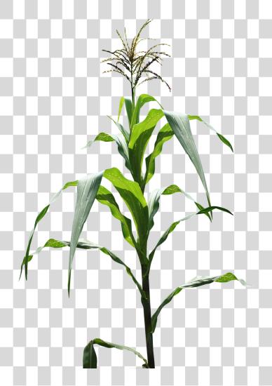 Download Maize Field Corn Field Image Field Corn Plant PNG file