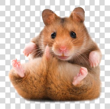 تحميل Hamster دمية دب دب Hamster بي ان جي ملف