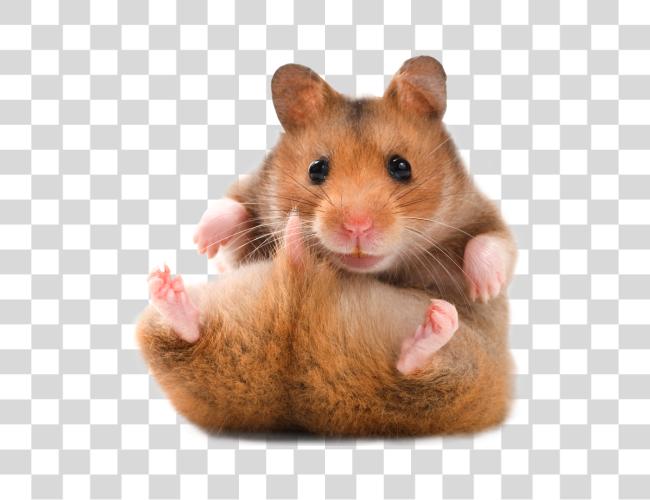 Download Hamster Teddy Bear Hamster Clip Art