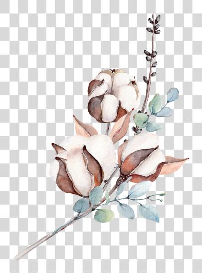 下载 Botanical 插圖 水彩 Cotton 花 PNG file