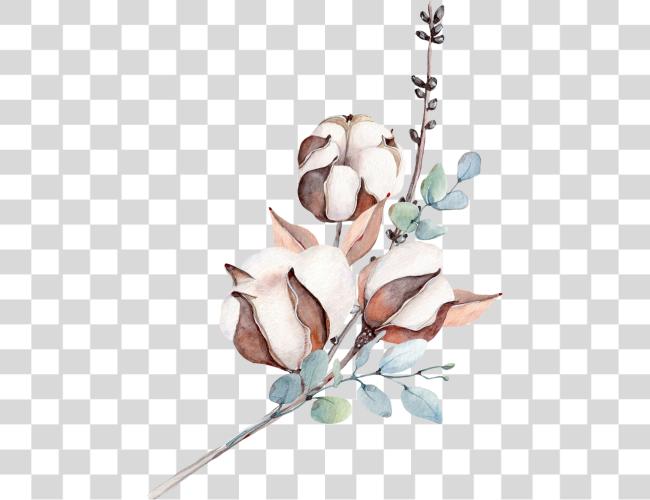 Download Botanical Illustration Watercolor Cotton Flower Clip Art