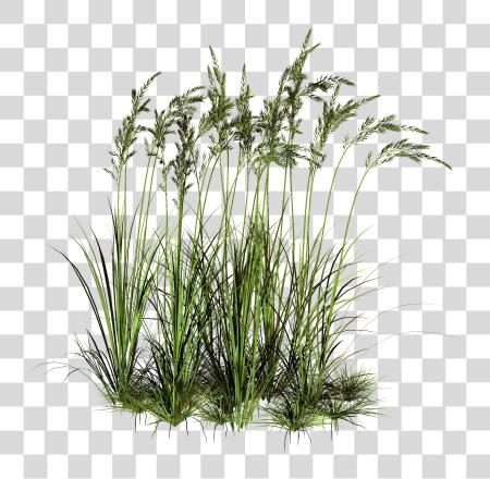 Download Tall Grass dulce Grass PNG file