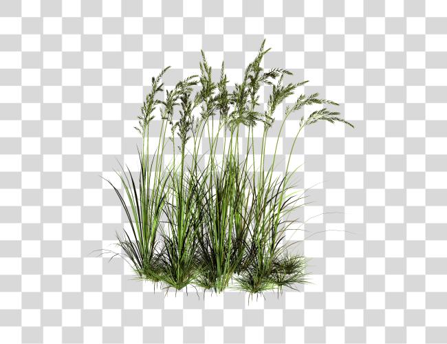 Download Tall Grass dulce Grass Clip arte