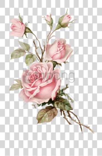 Download Old Rose Image With Vintage Pink Floral PNG file