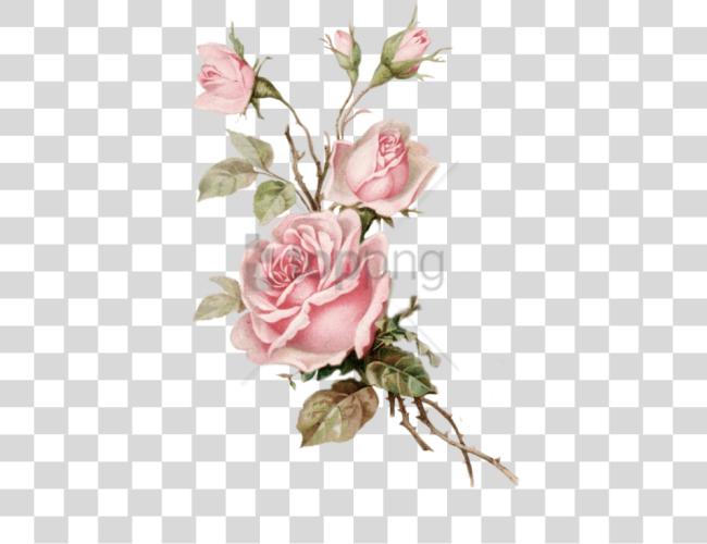 Download Old Rose Image With Vintage Pink Floral Clip Art