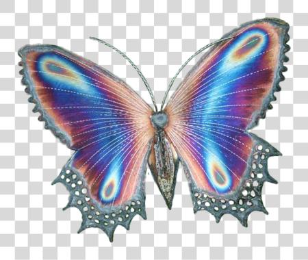 Download butterfly butterflies butterflywings Butterfly Wings PNG file