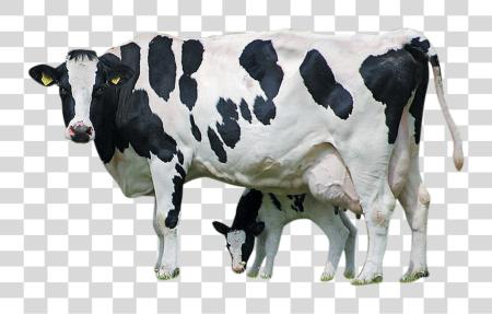 Download Holstein Cattle Calf Cow With Calf Clipart PNG file