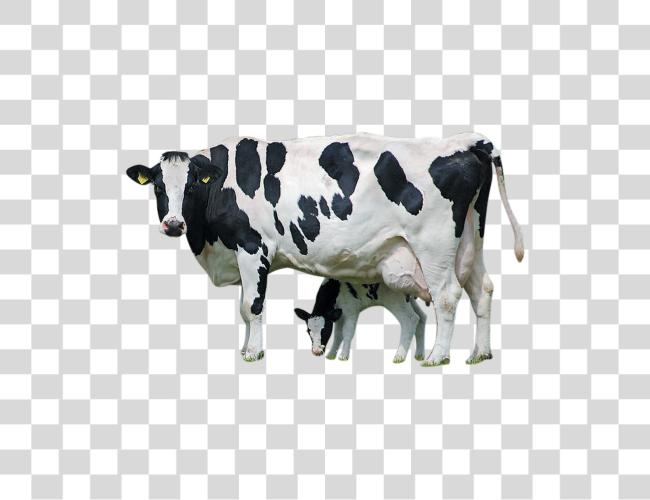 Download Holstein Cattle Calf Cow With Calf Clipart Clip Art