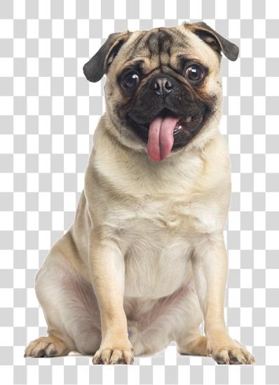 Download Pug Image Panting Dog PNG file