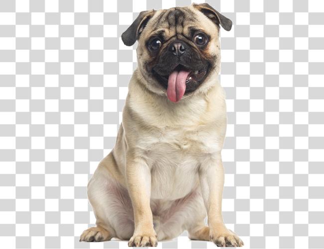 Download Pug Image Panting Dog Clip Art