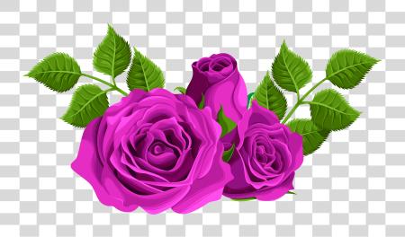 Download Purple Rose Flower PNG file