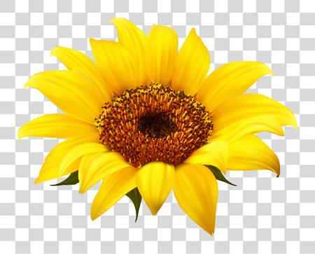 下载 Sunflower Sunflower PNG file