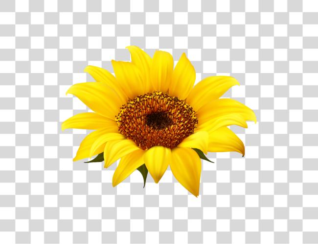 Download Sunflower Sunflower Clip Art