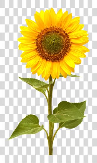 下载 Sunflower PNG file