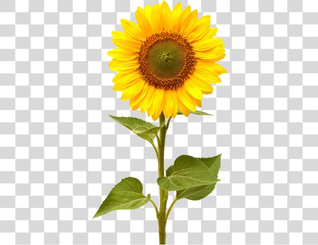 Download Sunflower Clip Art