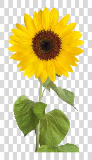 下载 Sunflower Sunflower PNG file