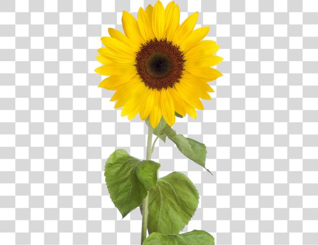 Download Sunflower Sunflower Clip Art