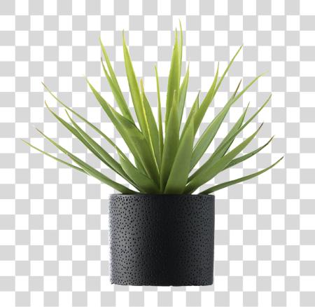 下载 Palm Vase Solo Plants 與 Vase PNG file