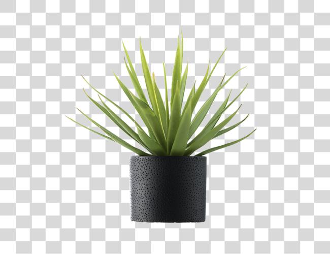 Download Palm Vase Solo Plants With Vase Clip Art