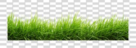 Download Line Of Grass Image Grass PNG file