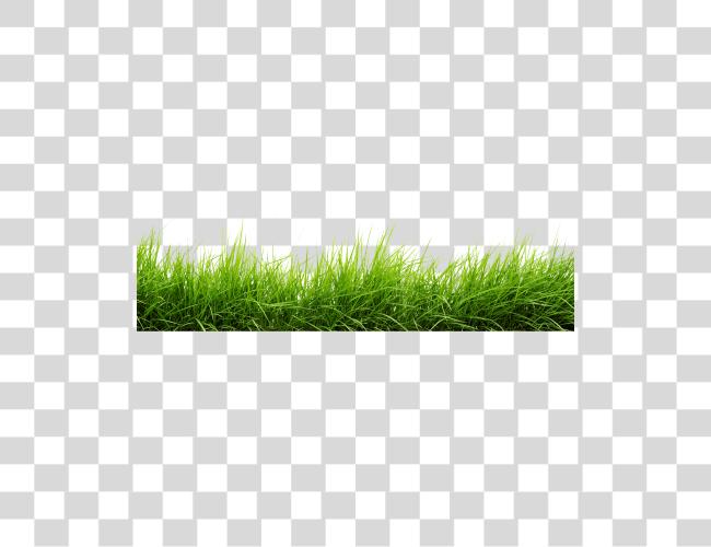 Download línea de Grass Image Grass Clip arte