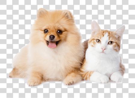 Download Dog And Cat Resting Pomeranian And A Cat PNG file