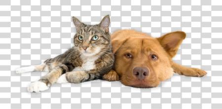 Download Our App Dog And Cat PNG file