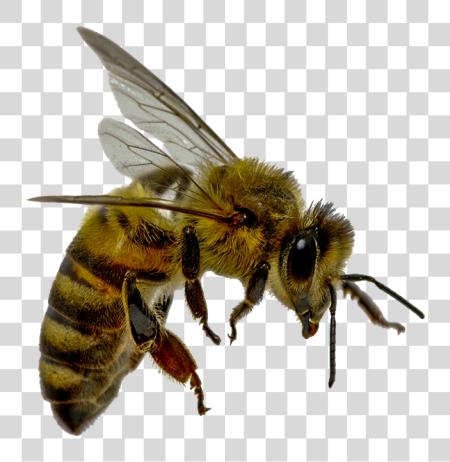 Download volando abeja 42bcopy Animales Que Benefician A Los Humanos PNG file