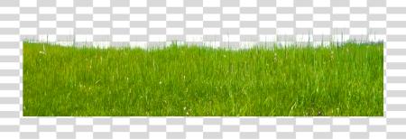 Download Grass verde Grass PNG file