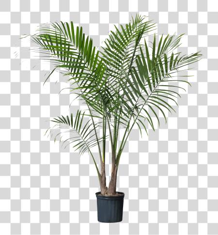 下载 Palm Plant Potted Palm Tree PNG file