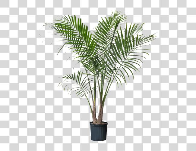 تحميل Palm Plant Potted Palm شجرة مقطوعة فن