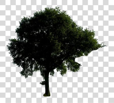 下载 夜晚 Tree Tree At 夜晚 PNG file