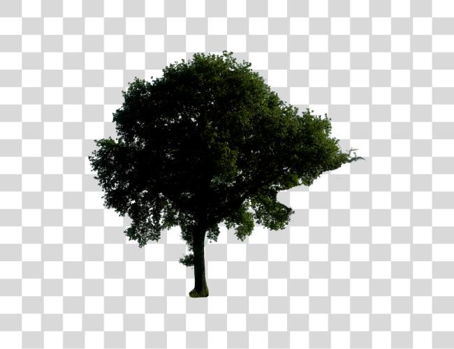 Download Night Tree Tree At Night Clip Art