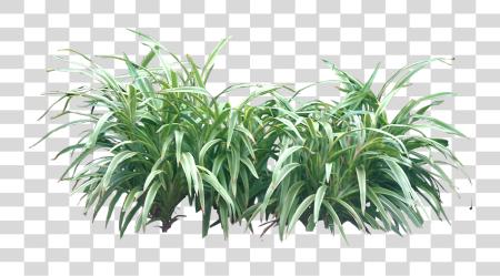 Download Tropical Plant Pictures Tropical Shrubs PNG file