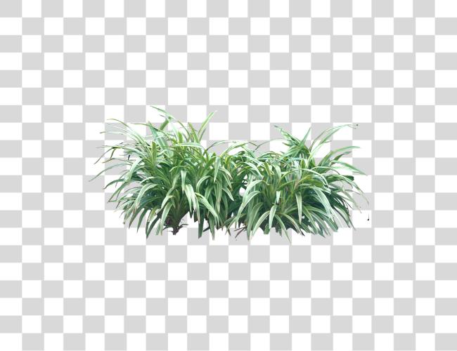 Download Tropical Plant Pictures Tropical Shrubs Clip arte