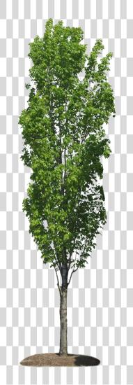 下载 Arbres Bushes 和 Trees Cut 出 PNG file