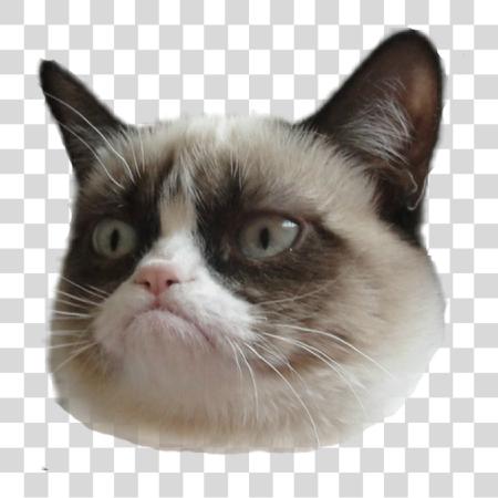 下载 Funny 猫 脸 Grumpy 猫 脸 PNG file