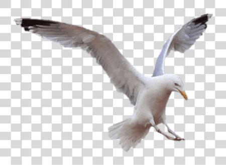 Download Seagull PNG file