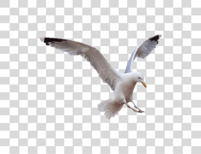 Download Seagull Clip Art