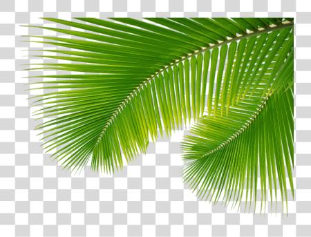 下载 为了 在 Mbtskoudsalg Palm Tree Leaves PNG file