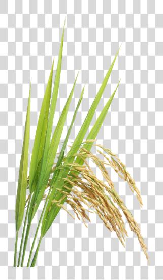 Download Rice Plant PNG file