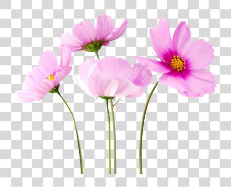 Download Flowers Real Flowers Background PNG file