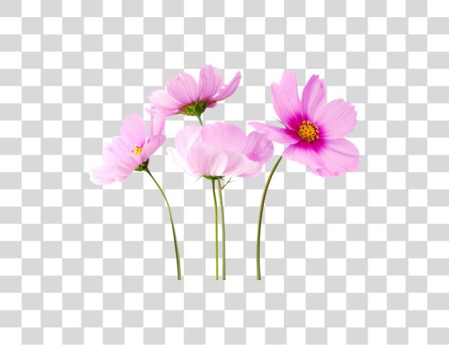 Download Flowers Real Flowers Background Clip Art