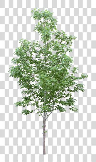 下载 Tubes Arbres Et Verdures Arbre Architecture 工具 Arbol Para Photoshop PNG file