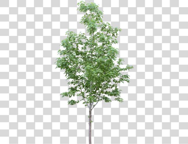 下载 Tubes Arbres Et Verdures Arbre 建築 工具 Arbol Para Photoshop Clip 艺术