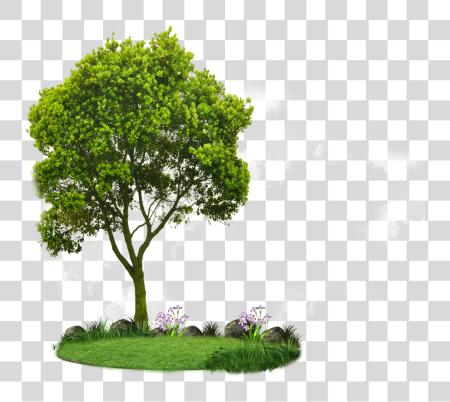 Download Plan View Tree Small Trees PNG file