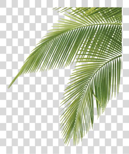 Download Palm Tree hojas Palm Tree hojas PNG file