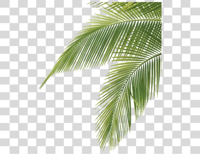 Download Palm Tree hojas Palm Tree hojas Clip arte